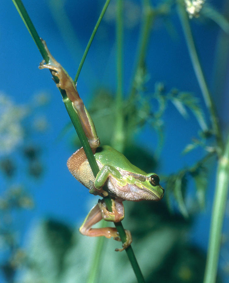 European Tree Frog Photograph by Toni Angermayer