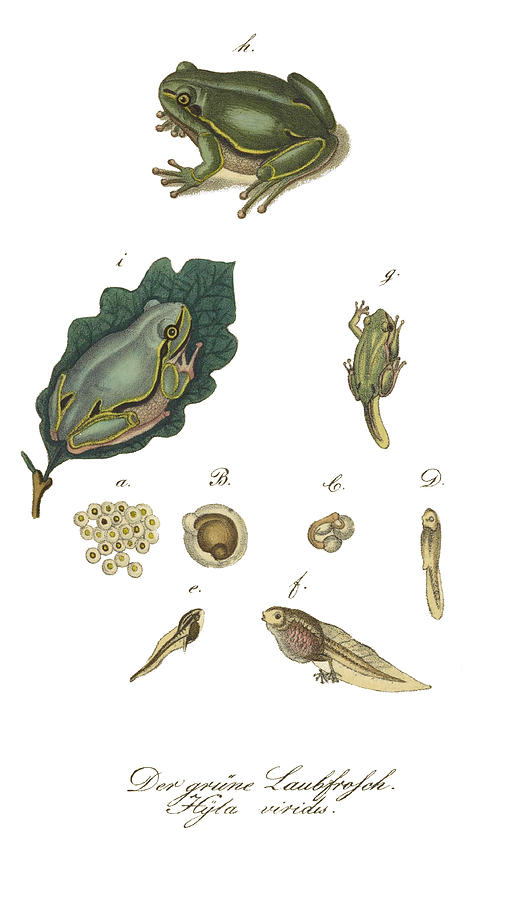 European Treefrog Development Photograph by Biodiversity Heritage Library