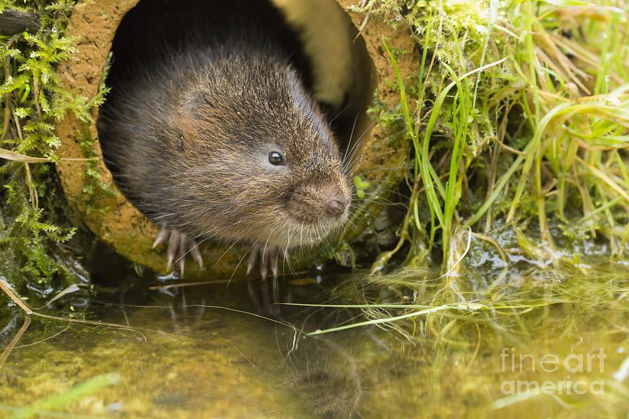 European Water Vole Photograph by Louise Heusinkveld