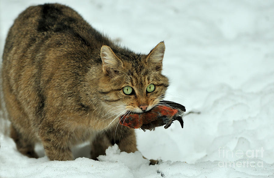 European Wildcat Photograph by Reiner Bernhardt