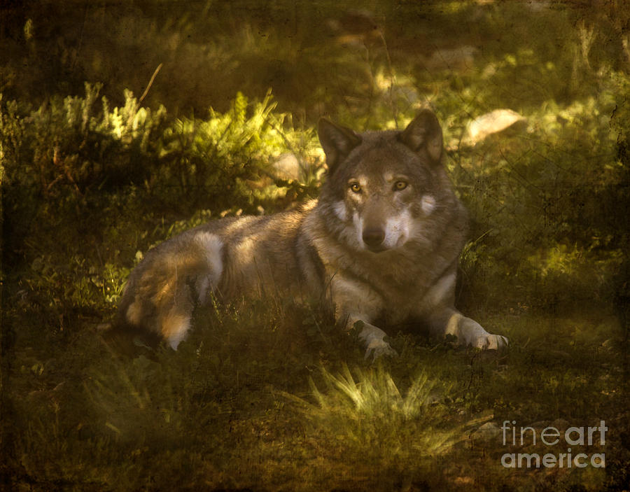 European Wolf Photograph by Ang El