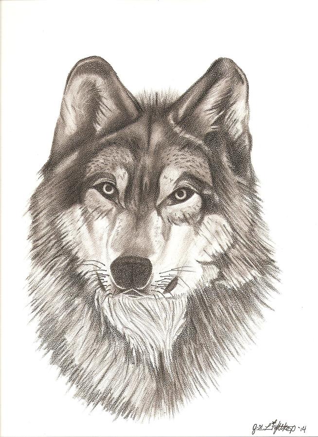 European Wolf Drawing by Gregory Lightkep - Fine Art America