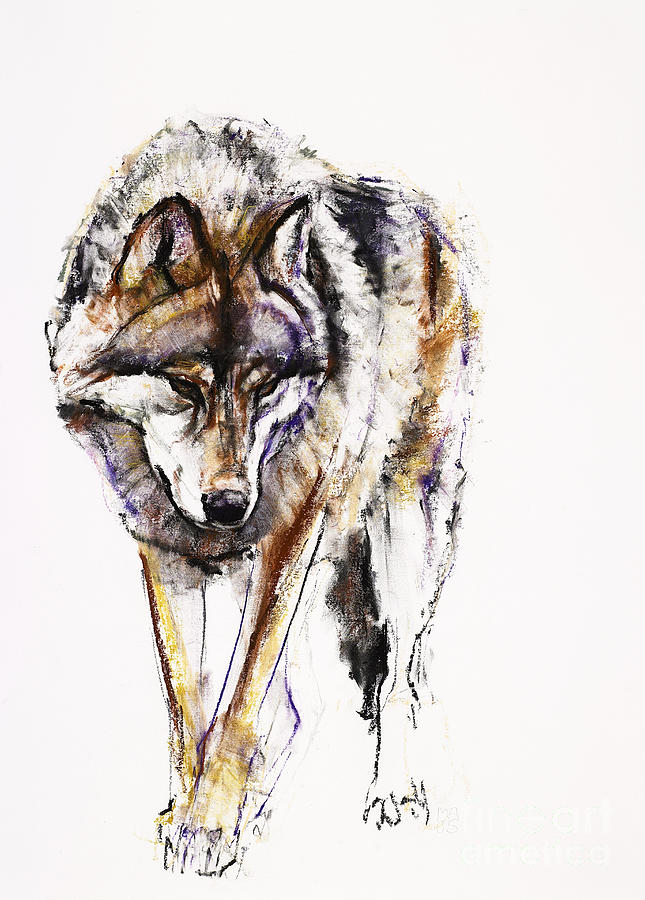 European Wolf Pastel by Mark Adlington