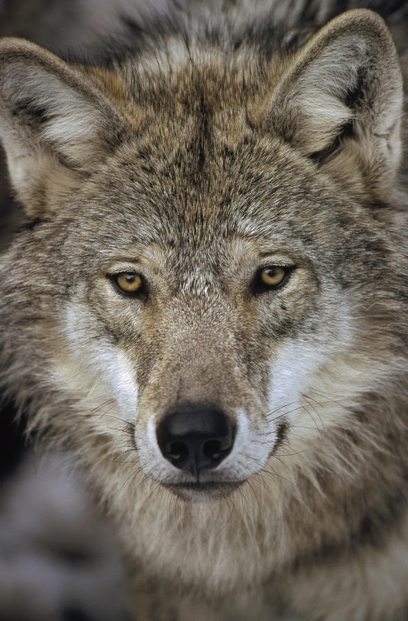 European Wolf Portrait Sweden Photograph by Konrad Wothe