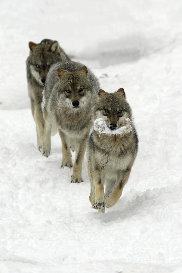 European Wolves, Canis Lupus Photograph by Duncan Usher