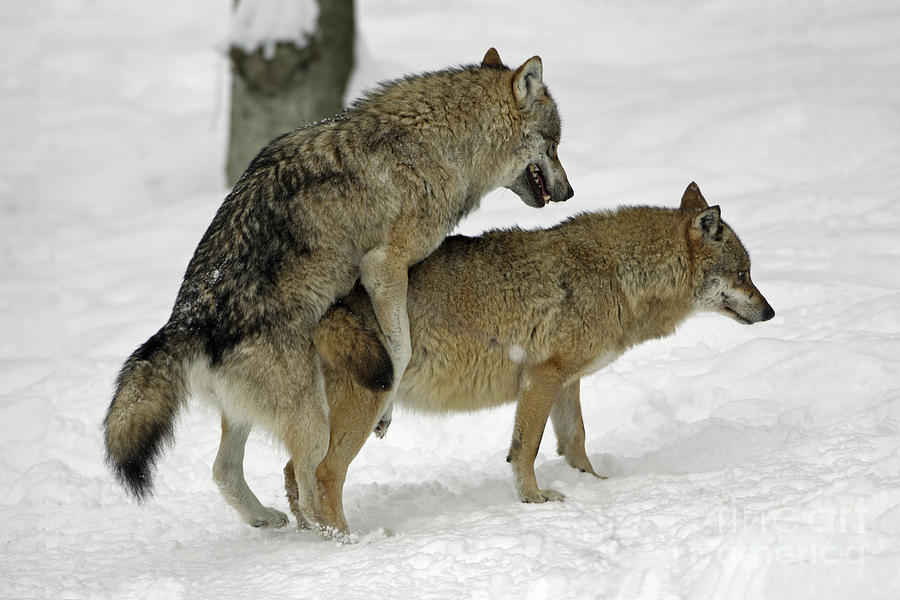European Wolves Mating. 