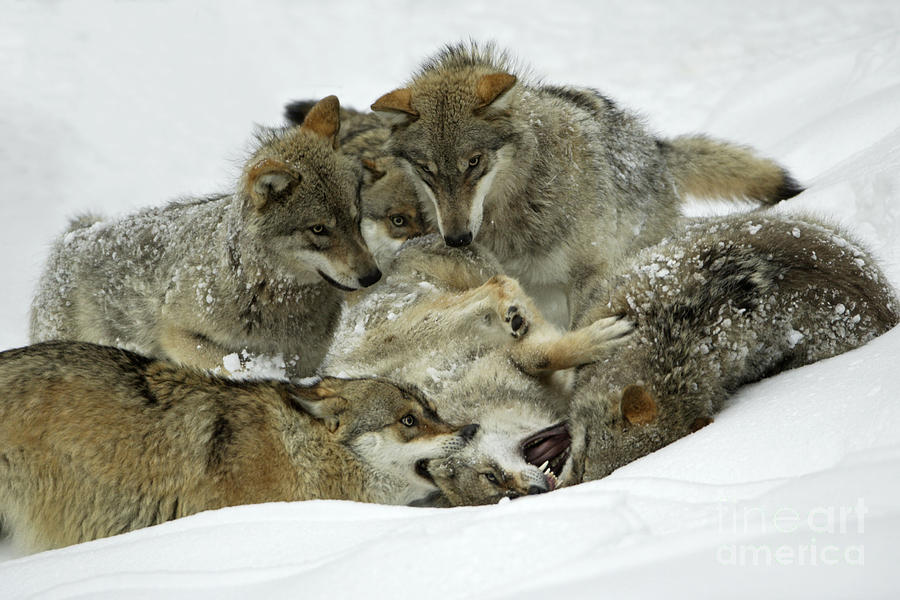 European Wolves Play Fighting Photograph by Duncan Usher