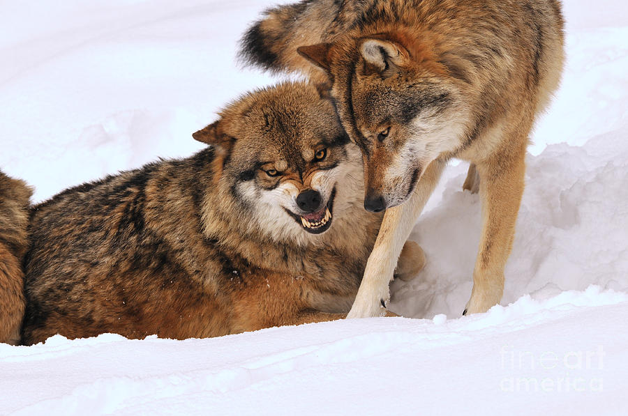 European Wolves Photograph by Reiner Bernhardt - Fine Art America