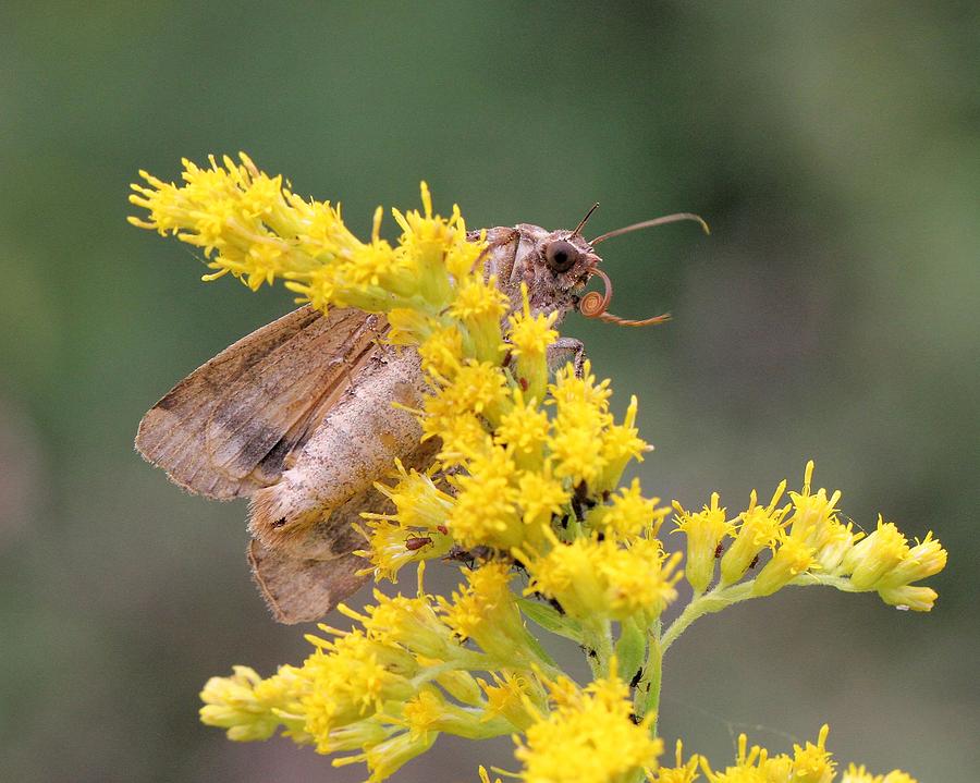 European Yellow Underwing Moth Photograph by Doris Potter