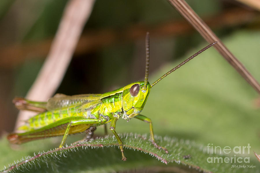 Euthystira brachyptera grasshopper - male Photograph by Jivko Nakev