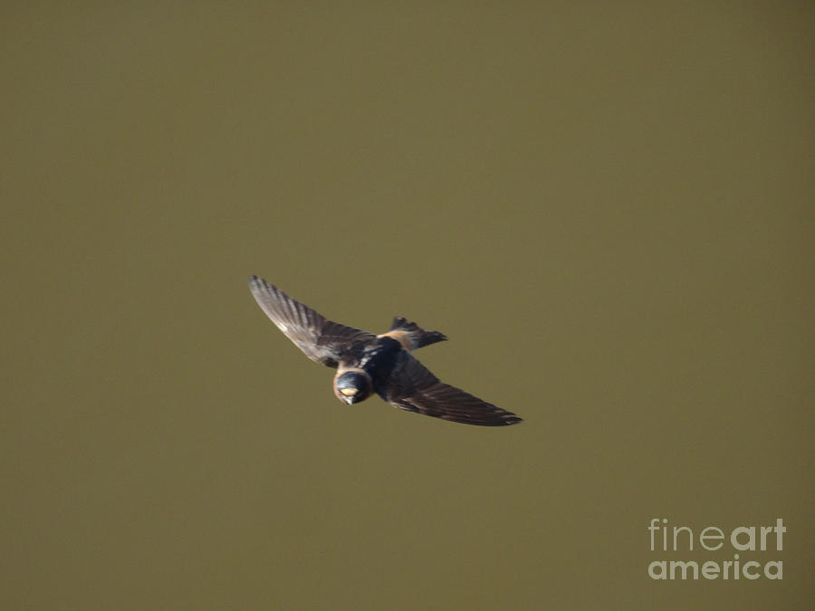 Even More Swallows - 16 Photograph by Christopher Plummer