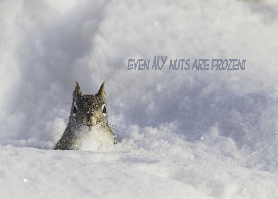 Even MY nuts are frozen Photograph by Everet Regal