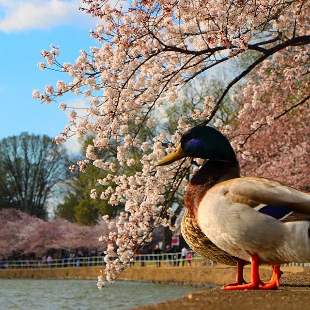 Spring Photograph - Even The Ducks Have To Stop And Look by Loren Southard