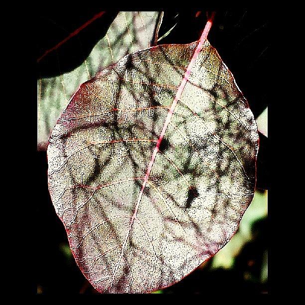 Even The Leaf Holds Shadows Of The Past Photograph by Katrise Fraund