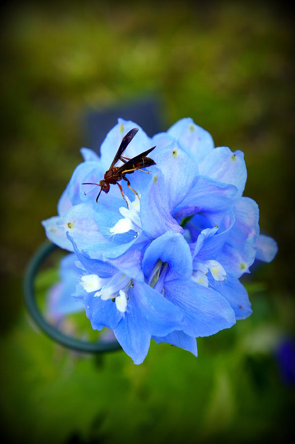 Spring Photograph - Even wasps see beauty by Laurie Perry