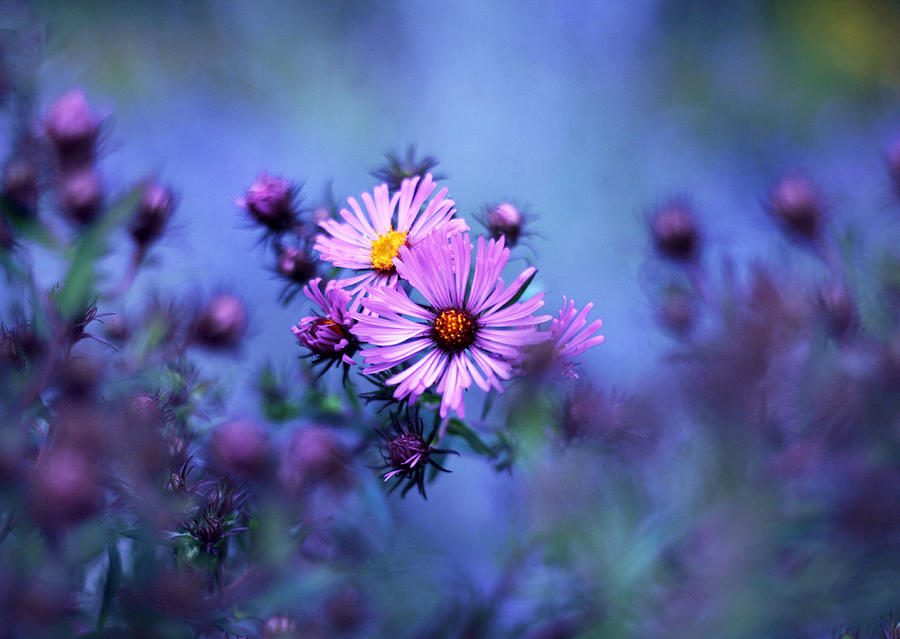 Evening Asters Photograph by Jessica Jenney