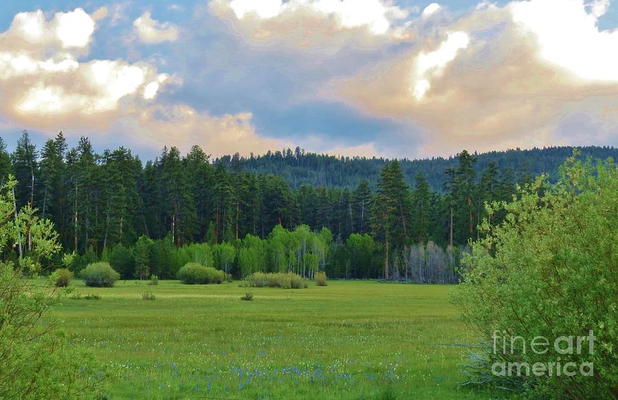 High Mountain Meadow Photograph by Michele Penner
