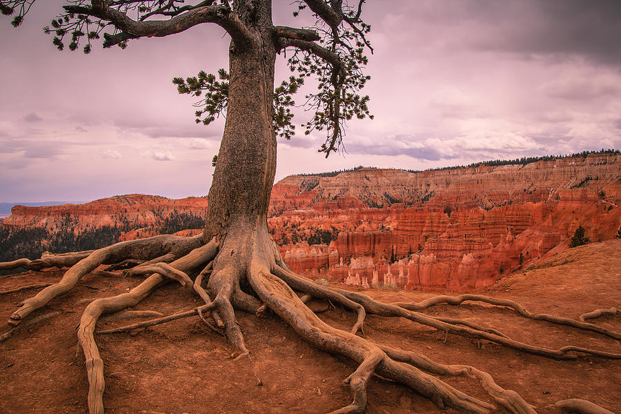 Evening at Bryce Canyon Photograph by Cathy Donohoue