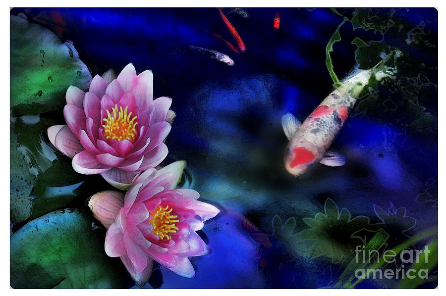 Koi Photograph - Evening blues by Gina Signore
