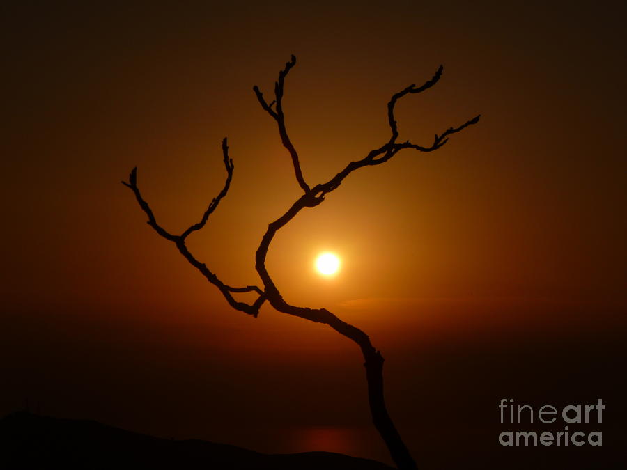 Sunset Photograph - Evening Branch Original by Vicki Spindler