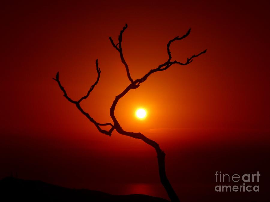 Sunset Photograph - Evening Branch by Vicki Spindler