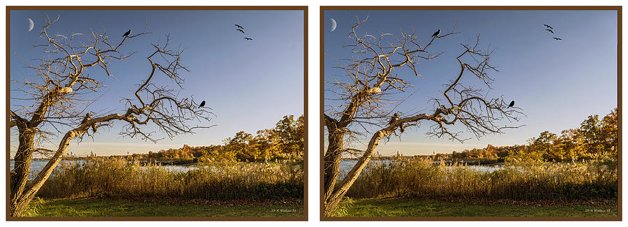 Evening Branches - Cross your eyes and focus on the middle image Photograph by Brian Wallace
