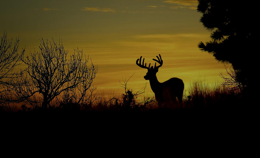 Evening Buck Photograph by Steve McKinzie