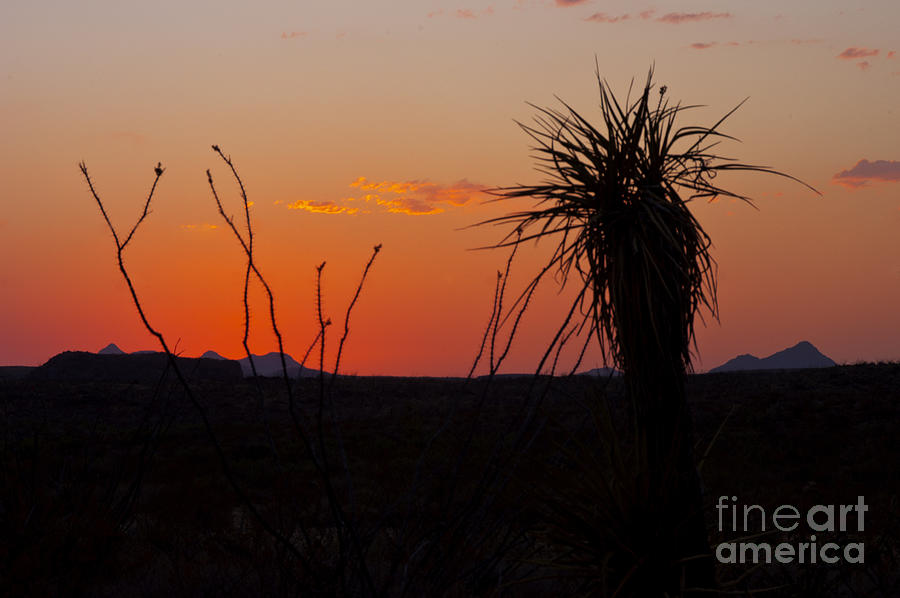 Desert Photograph - Evening Desert Color by Bob Phillips