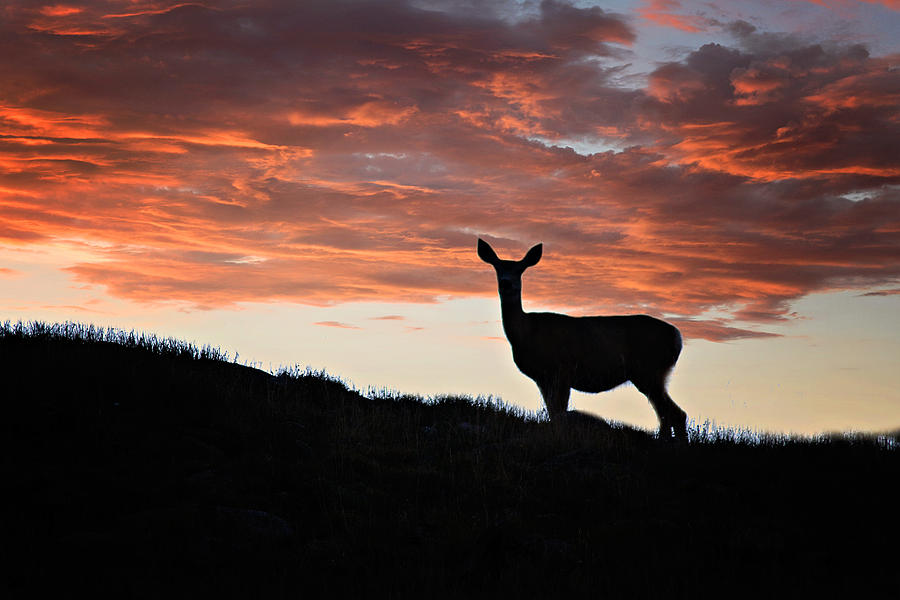 Deer Photograph - Evening Doe Fiery Sky by Lana Trussell