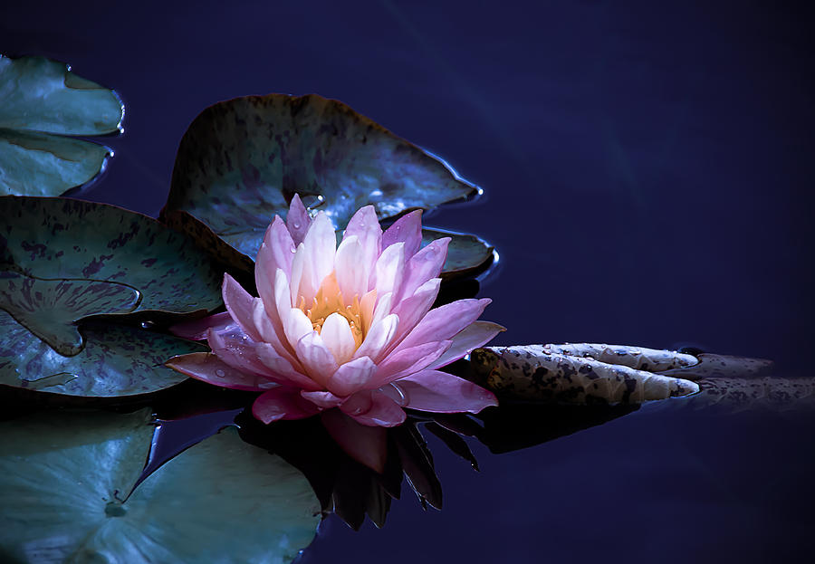 Evening Exotic Bloom Photograph by Julie Palencia