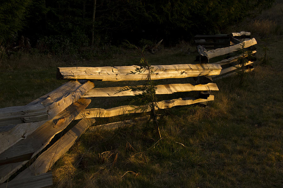Evening Fence Photograph by Inge Riis McDonald