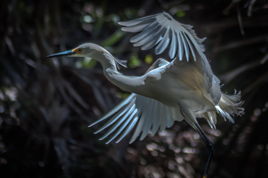 Egret Photograph - Evening Flight by Charles Moore