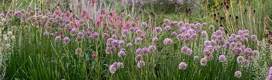 Evening Flowers Panorama Photograph by Theo OConnor