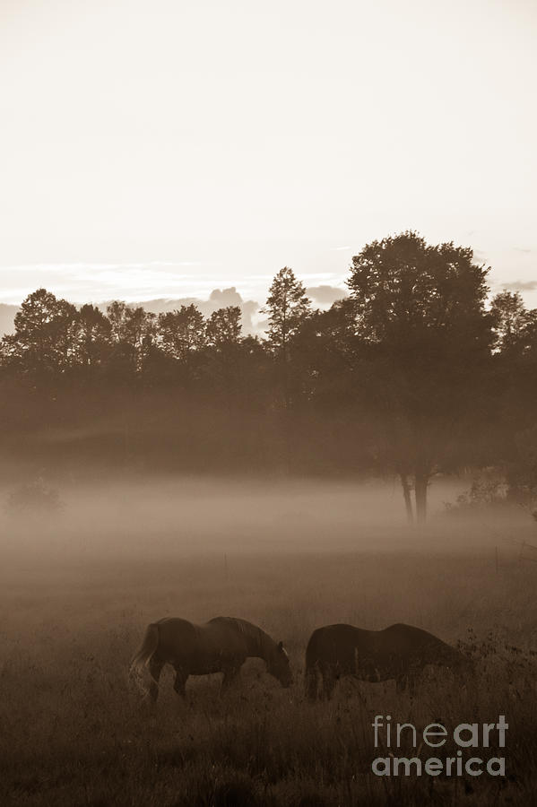 Evening Fog Photograph by Cheryl Baxter