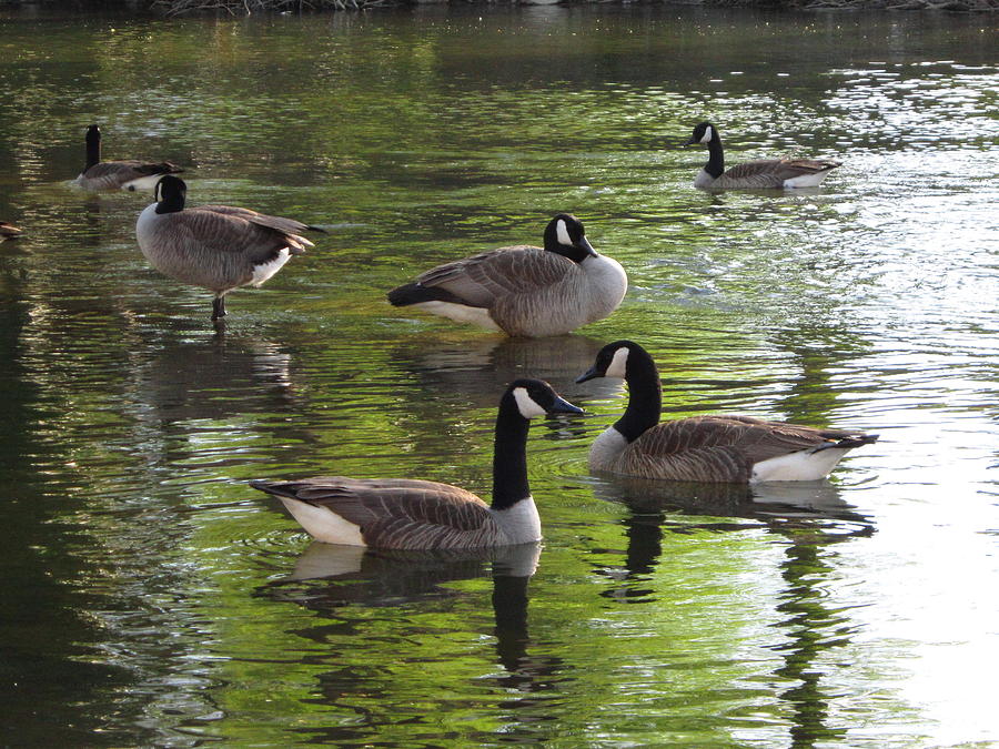 Evening Geese Gathering Photograph by Cynthia  Clark