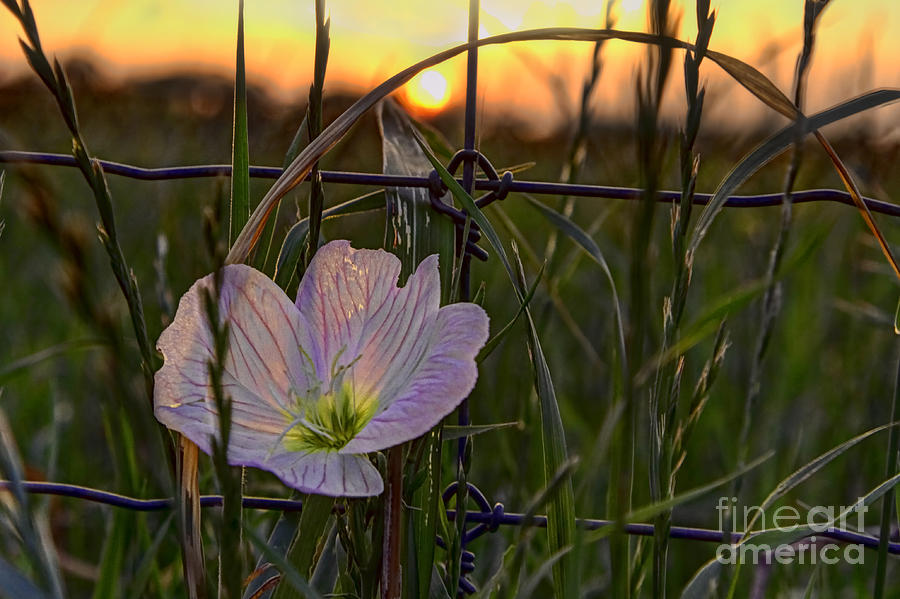 Evening Glory Photograph by Gary Holmes