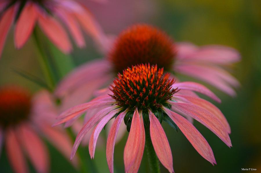 Nature Photograph - Evening Glow - Echinacea by Maria Urso