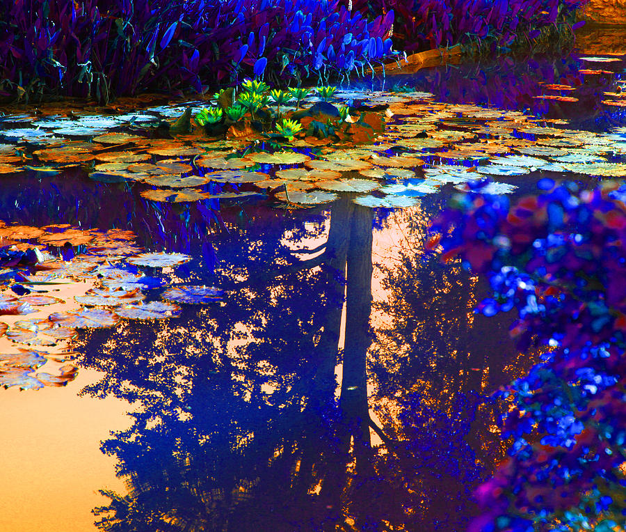 Evening Glow on the Lily Pond Photograph by John Lautermilch