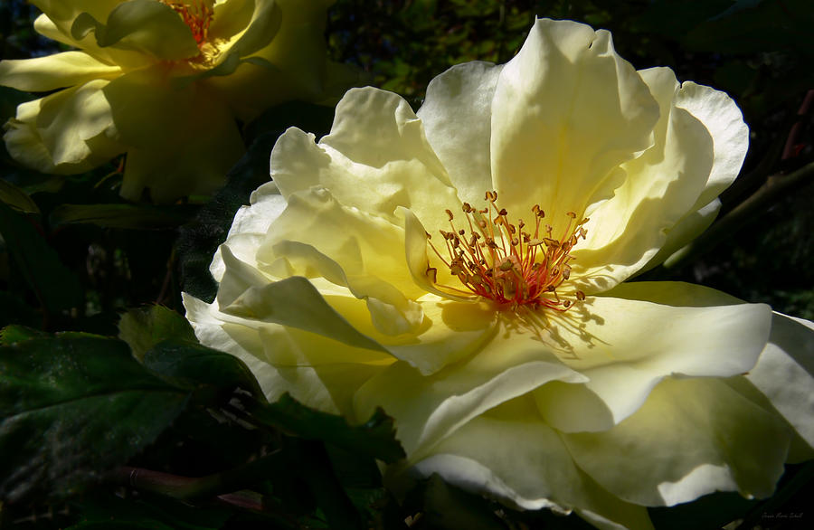 Evening Glow Yellow Rose Photograph by Jennie Marie Schell