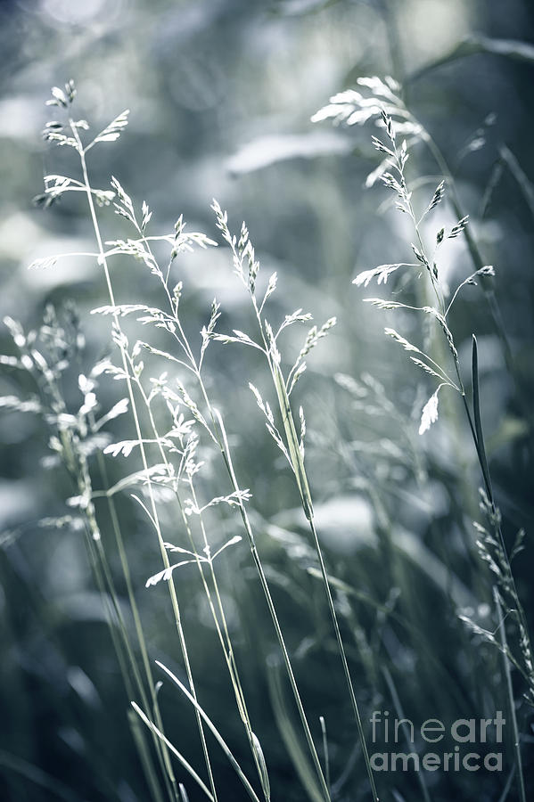 Evening grass flowering Photograph by Elena Elisseeva
