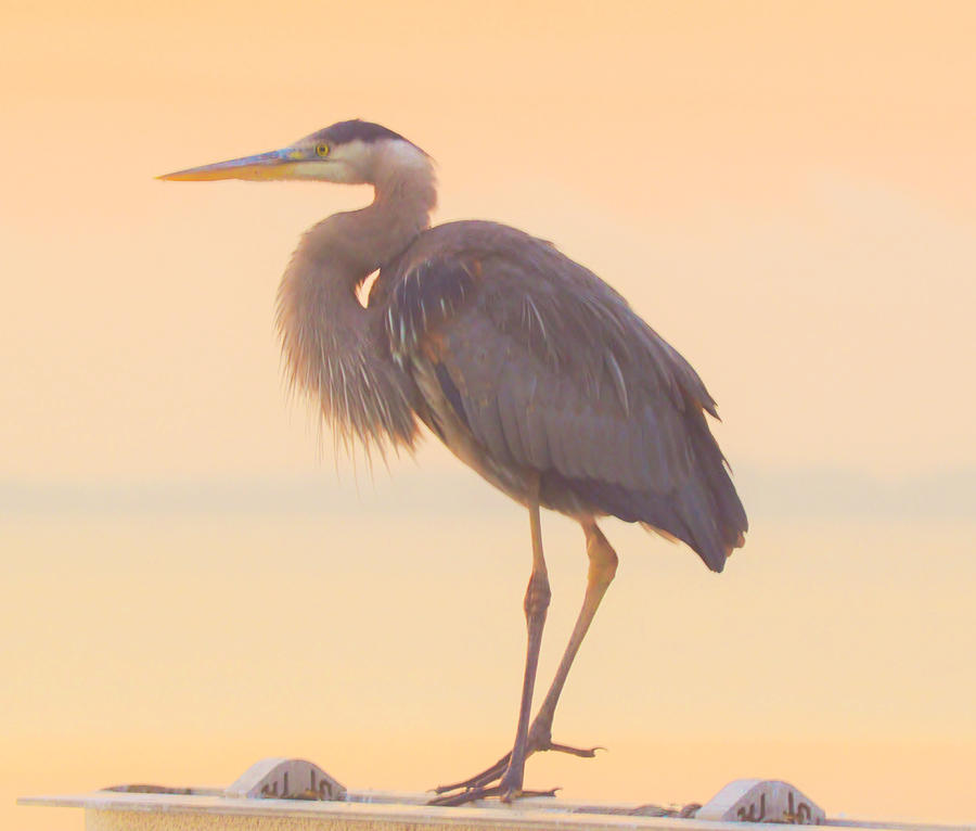 Evening Heron - Colorful Pastel Photograph by Billy Beck