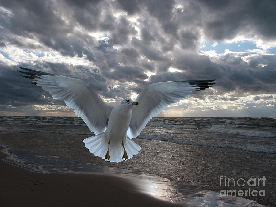 Seagull Photograph - Evening Landing by Ann Horn