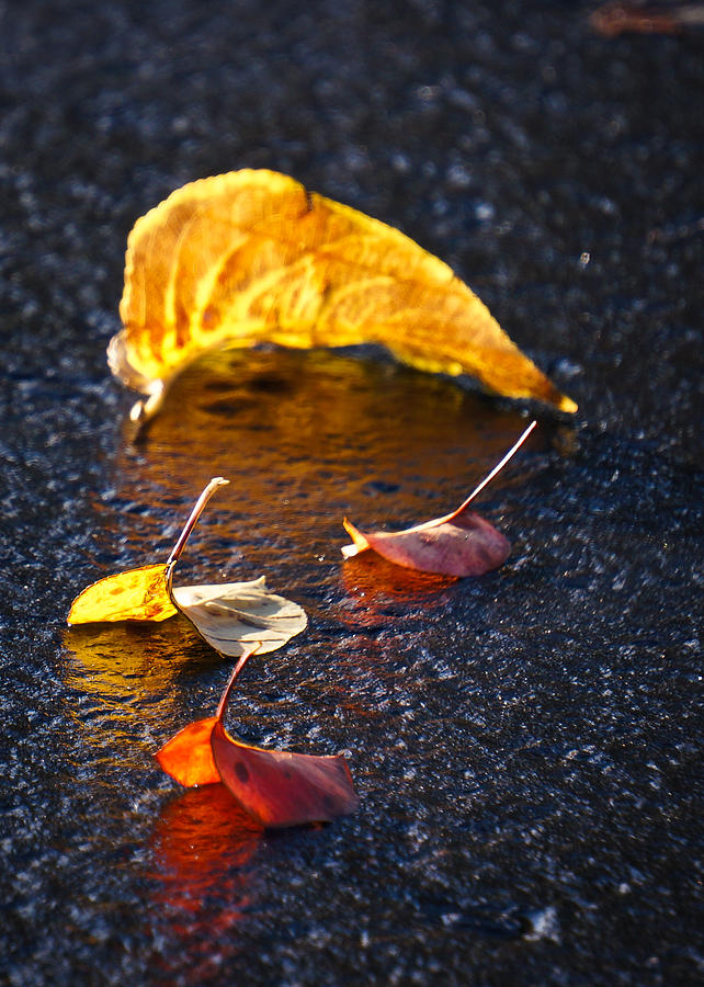Evening Leaves on Wet Pavement Photograph by Ronda Broatch