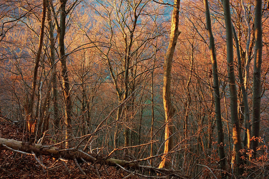 Evening Light In Beech Forest, Swabian Photograph by Jochen Schlenker