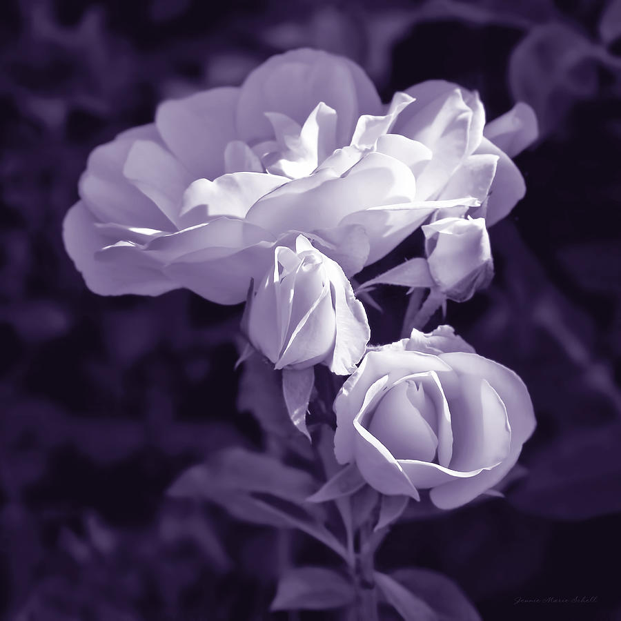 Summer Photograph - Evening Light Lavender Roses in the Garden by Jennie Marie Schell