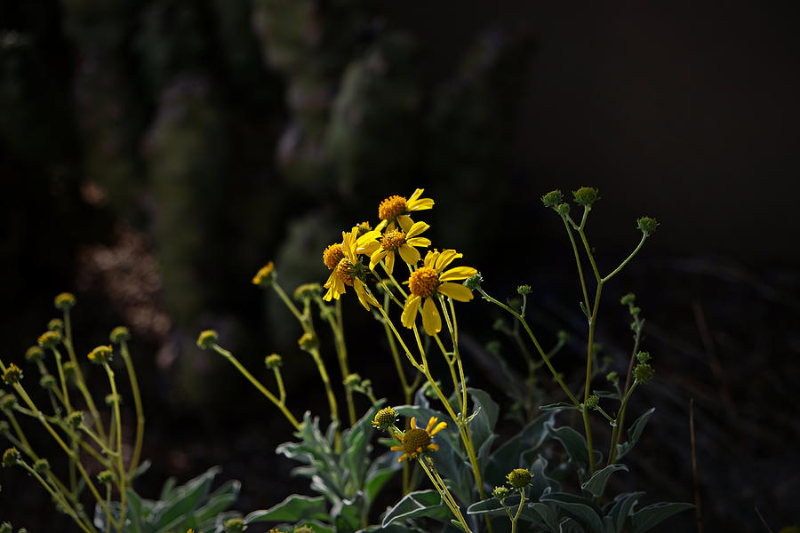 Evening Light on the Brittlebush Photograph by Lucinda Walter