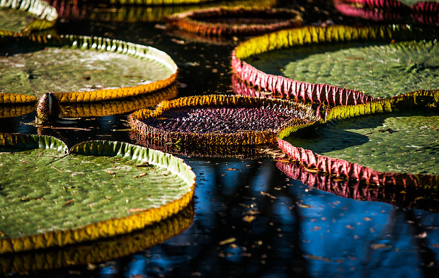 Nature Photograph - Evening Light on the Leaves of Victoria Regia. Royal Botanical Garden  in Mauritius by Jenny Rainbow
