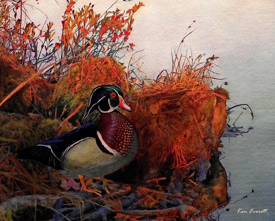 Evening Light Wood Duck Painting by Ken Everett