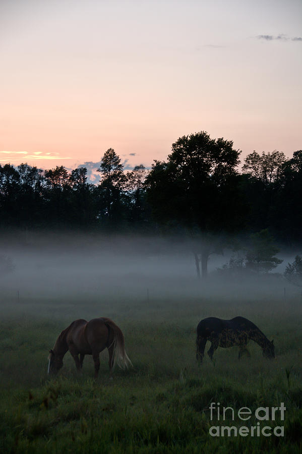 Evening Mist Photograph by Cheryl Baxter