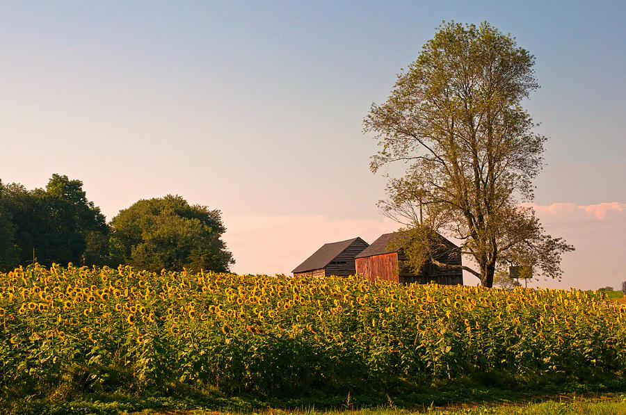 Summer Photograph - Evening on the Sunflower Farm by Nancy De Flon